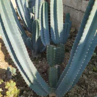 فروش کاکتوس سنپدرو|گل و گیاه طبیعی|زرگرشهر, |دیوار