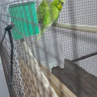 یک جفت مرغ عشق