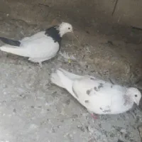 کبوتر