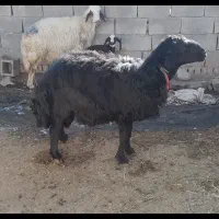 قوچ قره قزل پوست گاوی