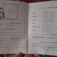 سگ پاپی|سگ|فارسان, |دیوار