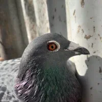 کبوتر مسافتی