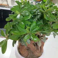 درختچه بونسای