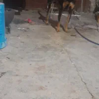 سگ نگهبان|سگ|آبادان, |دیوار