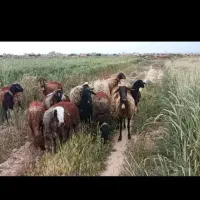 میش کاور  وشیشک  اصل جنس