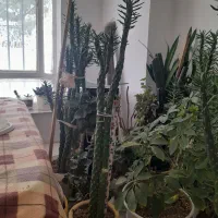 گل کاکتوس و قاشقی