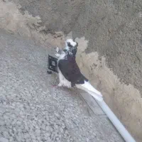 شازده|پرنده|وحیدیه, |دیوار