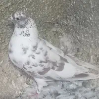 ۷طوق کبوتر|پرنده|شاهرود, |دیوار