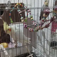 عروس هلندی نرو ماده