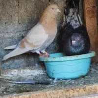 کبوتر کفتر گرو تضمینی|پرنده|خمینیشهر, |دیوار