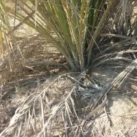 دمیت پاجوش نخل در باغ