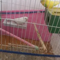 مرغ عشق|پرنده|فسا, |دیوار