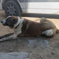 فروش سگ نگهبان