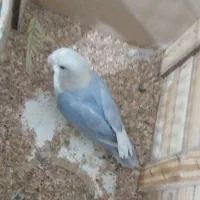 جفت برزیلی مولد|پرنده|رباط‌کریم, مسکن مهر آبشناسان|دیوار