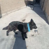 واگذاری یک قلاده ژرمن بلک|سگ|فشاپویه, |دیوار