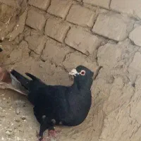 کفتر زاغ کاکلی نر