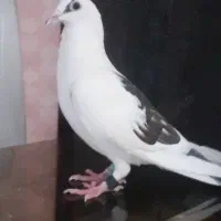 پلاکی ماده درجه یک یک ۲۰۲۵