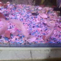 آکواریم 8 میل نونو