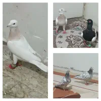 سرور شهرستانی هفت رنگ|پرنده|تهران, دستغیب|دیوار