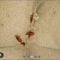 سمپاشی تضمینی ساس سوسک موش۱۰۰٪(رسالت پنچتن گلشهر )|خدمات نظافت|مشهد, طلاب|دیوار