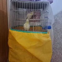 جفت عروس هلندی لوتینو دستی با قفس