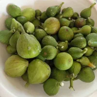 انجیر کبابی