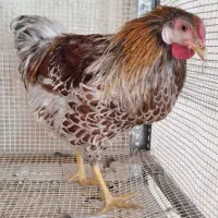 ویاندوت بلورد|حیوانات مزرعه|اصفهان, کارلادان|دیوار