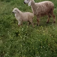 میش جوان بره دار