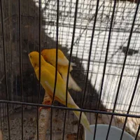 پرنده|پرنده|پیر بکران, |دیوار