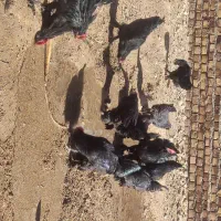 خروس جوان مرندی اصل وباکیفیت|حیوانات مزرعه|تایباد, |دیوار