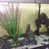 ماهی لجن خوار