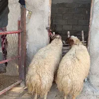 دو عدد بره قوچ زرد|حیوانات مزرعه|دره شهر, |دیوار