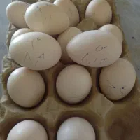 تخم ابریشمی