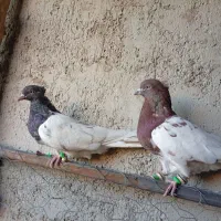کبوتر کله سرخ و سیاه و سبز|پرنده|شهرضا, |دیوار