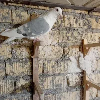 پلاکی طوقی زرد|پرنده|شیراز, سلطان آباد|دیوار