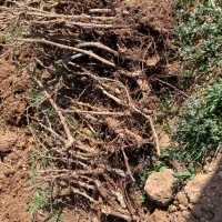 نهال ریشه دار