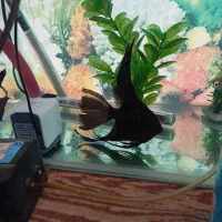 انجل سوپر باله وارداتی