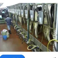 استخدام کارگر شیردوشی