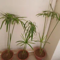 ۲۰عددگل زیبا