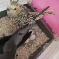 عروس هلندی نر و ماده