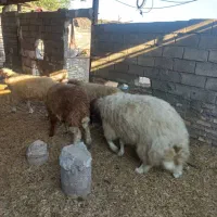 ۴ عدد گوسفند|حیوانات مزرعه|اهواز, علی آباد|دیوار