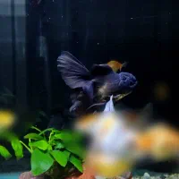 ماهی گلدفیش اُرکید تیل بوفالو گُلد تاپ گرید|ماهی|تهران, نعمتآباد|دیوار