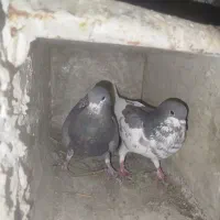 کبوتر زنگی|پرنده|نورآباد ممسنی, |دیوار