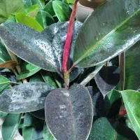 گلکده پاچیرا|گل و گیاه طبیعی|یزد, |دیوار