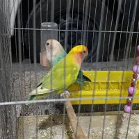 طوطی کوتوله برزیلی