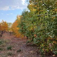 باغ و گلخانه|فروش دفتر صنعتی، کشاورزی، تجاری|سنندج, |دیوار