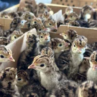 بوقلمون بزنزانگلیس|حیوانات مزرعه|جوادآباد, |دیوار