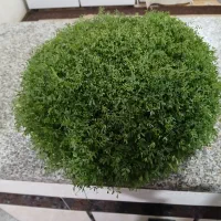 سبزی مناسب عروسی و نامزدی|حراج|کوهدشت, |دیوار