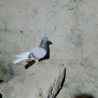 کبوتر لای مسافتی