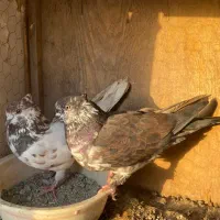 کفتر ساعت سنگین